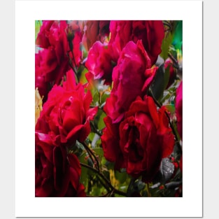 Red roses - Flowers Posters and Art